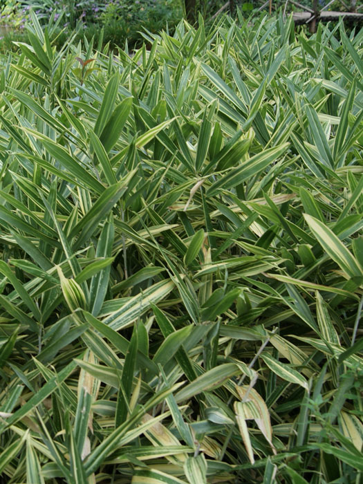 hibanobambusa-shiroshima