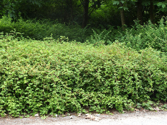 stephanandra-crispa Niedere Kranzspiere als Bodendecker