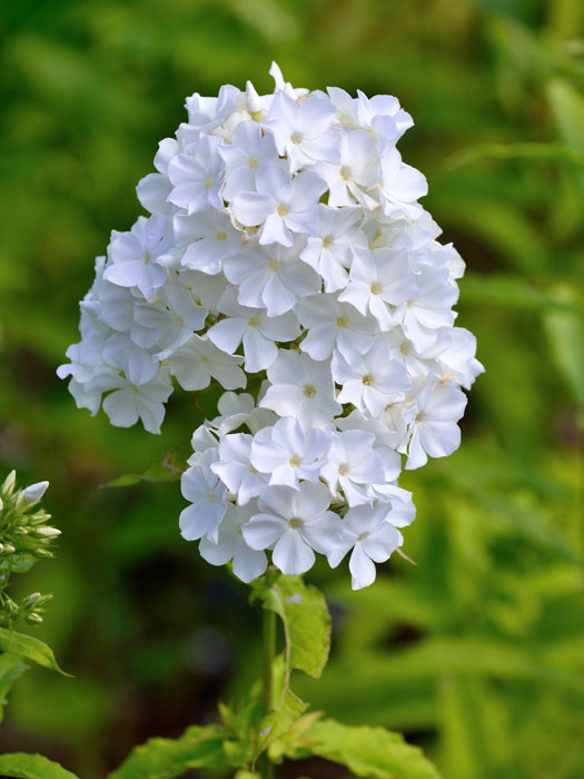 phlox-david Phlox paniculata 'David' (M), Flammenblume, Sommerphlox