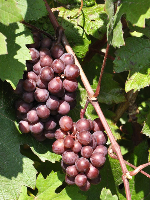 weinrebe-regent Tafel- und Weintraube Regent