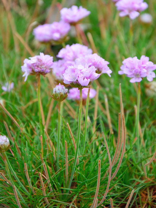 grasnelke-roeschen Armeria caespitosa 'Rosi', Zwerg-Grasnelke