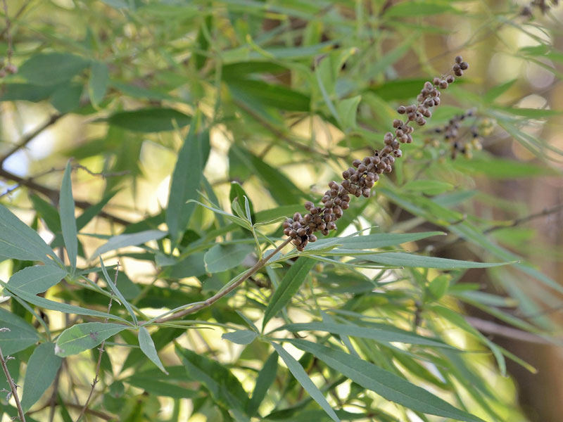 Fruechte des Moenchspfeffers am Strauch
