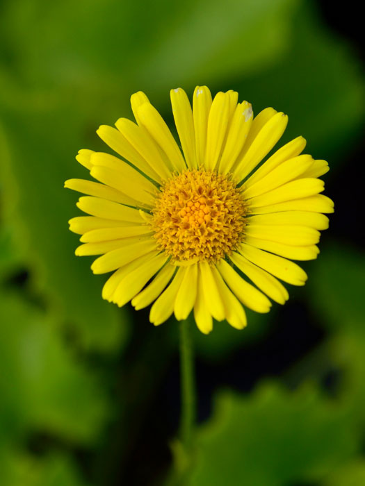 doronicum-little-leo Doronicum orientale 'Little Leo', Gemswurz, Kaukasus-Gämswurz