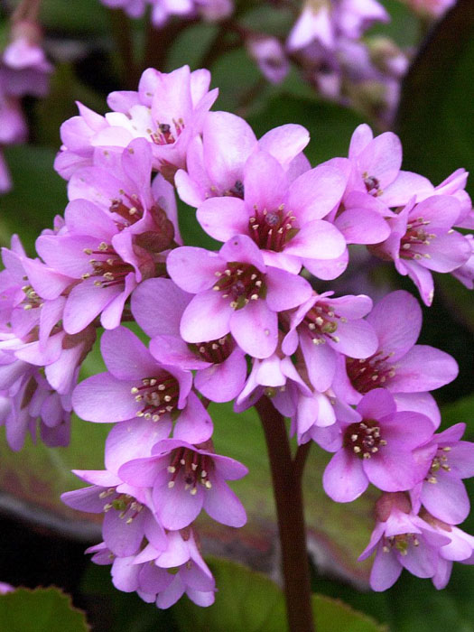 bergenia-cordifolia Charmante Blütenfülle der Bergnie