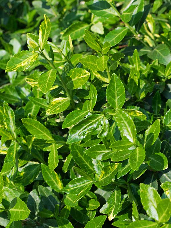 Euonymus fortunei Darts Blanket Nahaufnahme