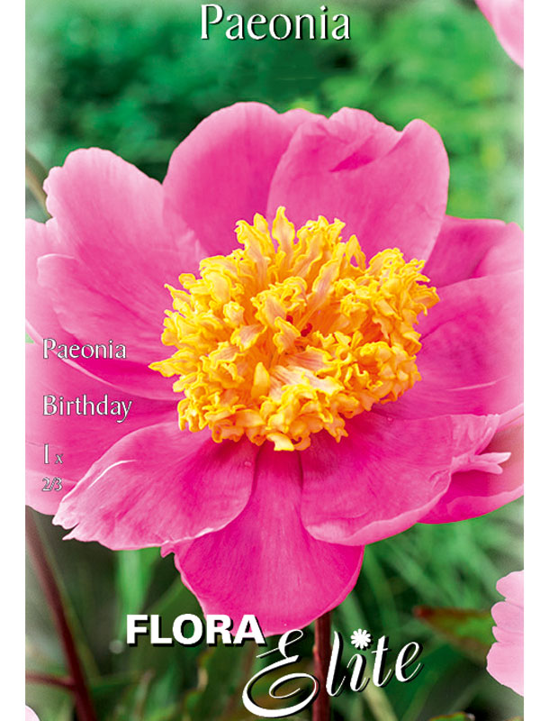 Pfingstrose 'Birthday'