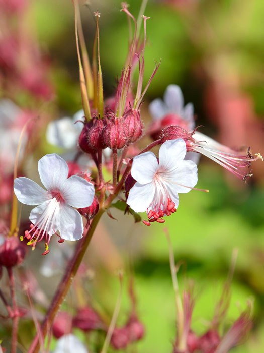 geranium-spessart Blütenstand des Balkanstorchschnabels 'Spessart'