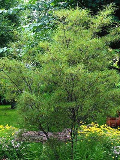 rhamnus_asplenifolia_j1_786_78600_0 Faulbaum Asplenifiolia