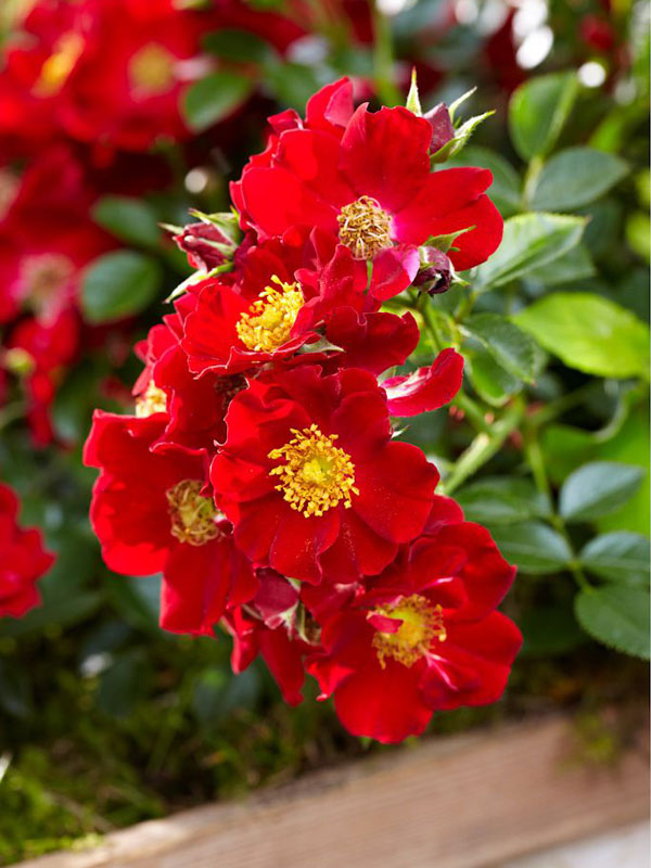 Bienenweide-R-Rot-4 Bodendeckerrose 'Bienenweide-Rot' ® - Tantau