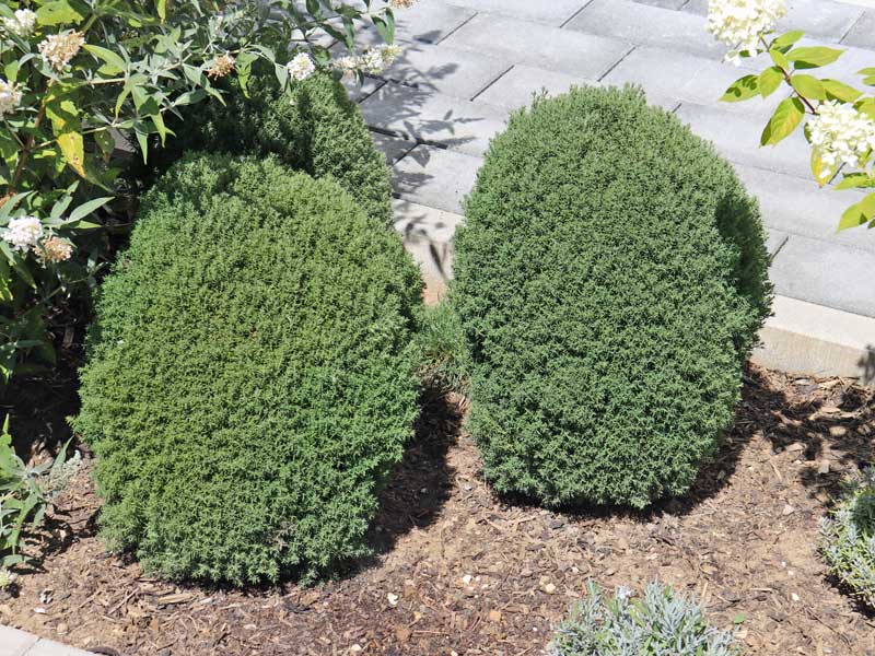 Thuja Teddy im Beet