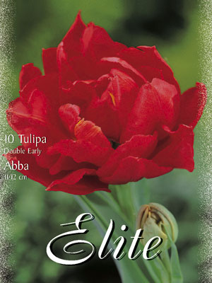 tulipa_abba_double_early Gefüllte frühe Tulpe 'Abba' (Art.Nr. 595150)