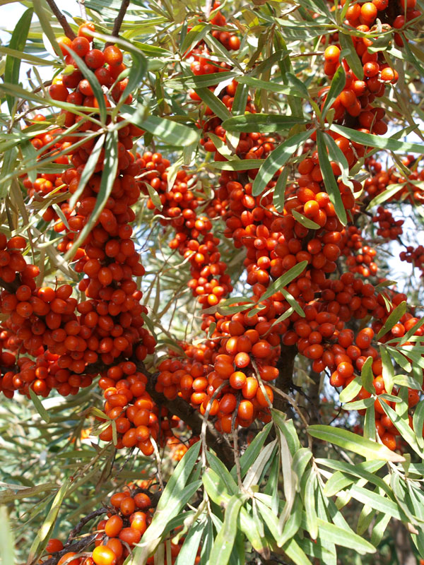 hippophae-sirola Reicher Fruchtbehang des Sanddorns 'Sirola'