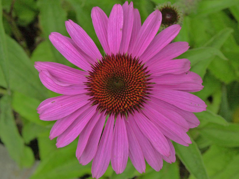 Echinacea Augustkönigin, die Blüte von oben fotografiert