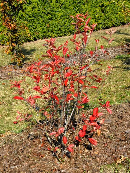 aronia-viking Herbstfärbung der Apfelbeere 'Viking'