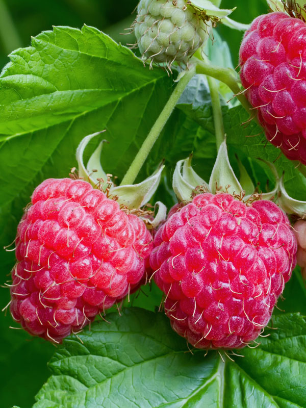 Rote Himbeere Sugana Twotimer am Strauch