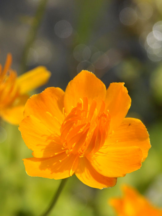 trollius-golden-queen