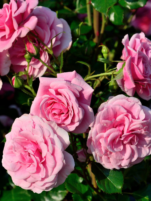 rose-dornroeschenschloss Blüten der Rose Dornröschenschloss Sababurg