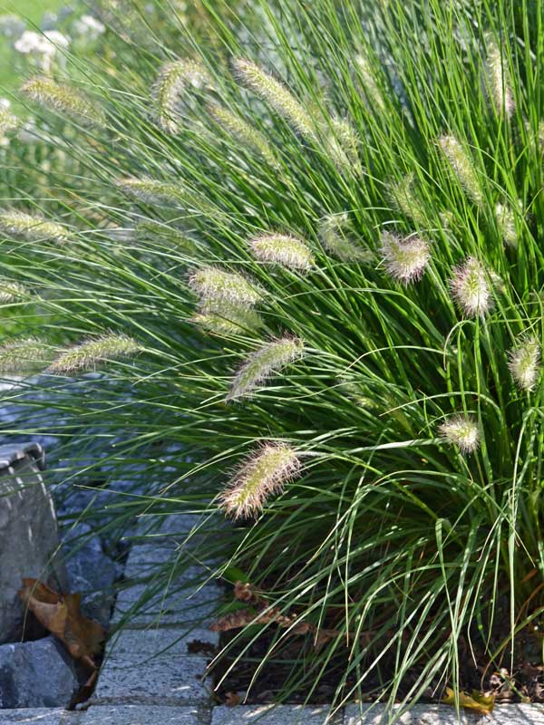 Portraetbild Pennisetum Hameln