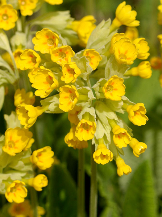 Primula veris, Echte Schlüsselblume, Wiesen-Schlüsselblume