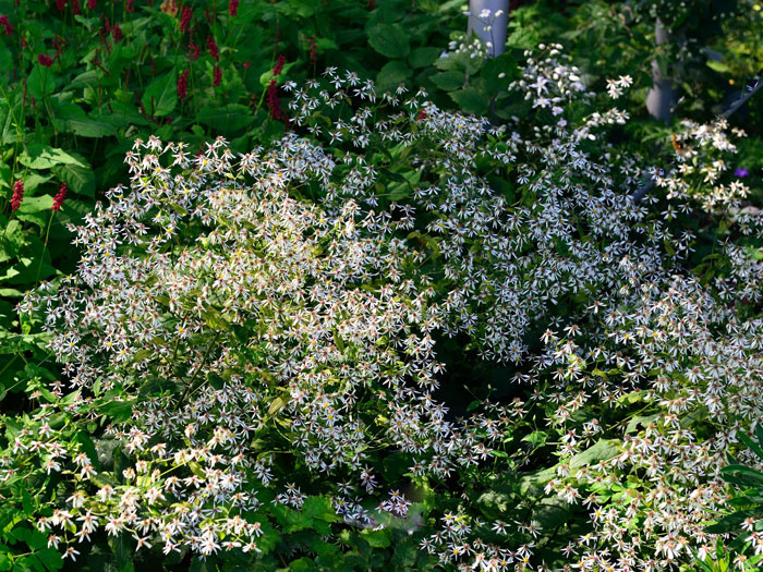 divaricatus-aster Aster divaricatus (M), Wald-Aster, Gebüsch-Aster