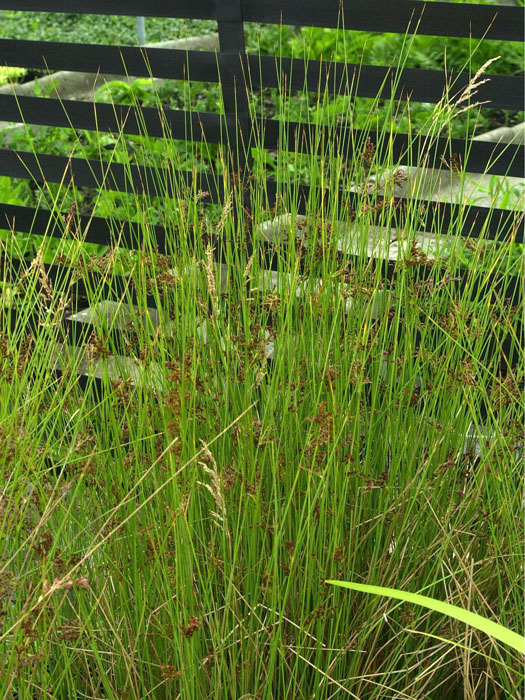 binse-pflanze Juncus inflexus (Juncus glaucus), Blaugrüne Binse