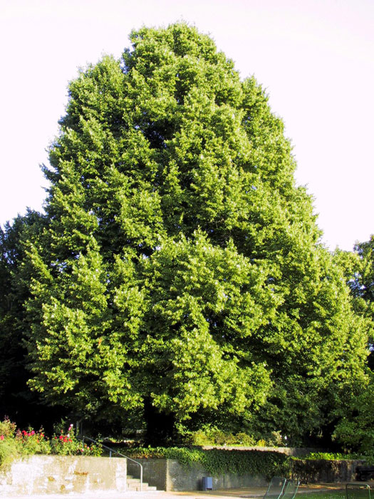 tilia-cordata5559953fb16dc Tilia cordata, Winterlinde