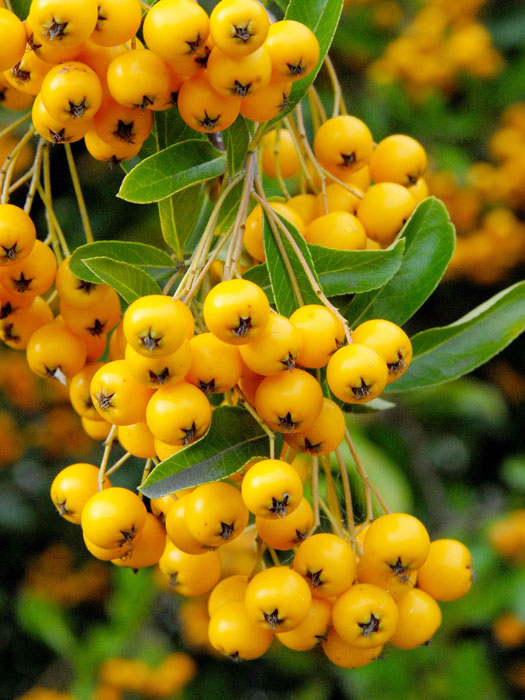 feuerdorn-gelb-beeren Gelbfruchtiger Feuerdorn Beeren