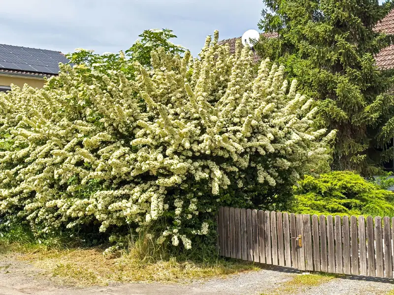 Blühender Pyracantha Bluehender Pyracantha in einer Hofeinfahrt
