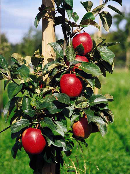 Baum mit Apfel Saturn