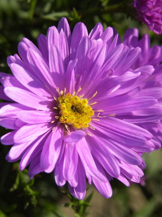 aster-rosenwichtel