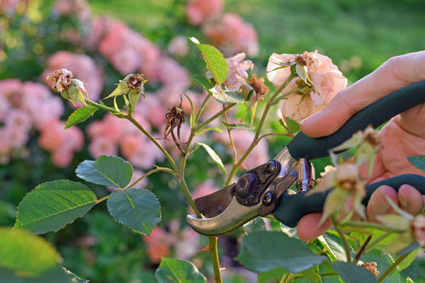 Rückschnitt verblühte Rose Rueckschnitt einer verbluehten Rose