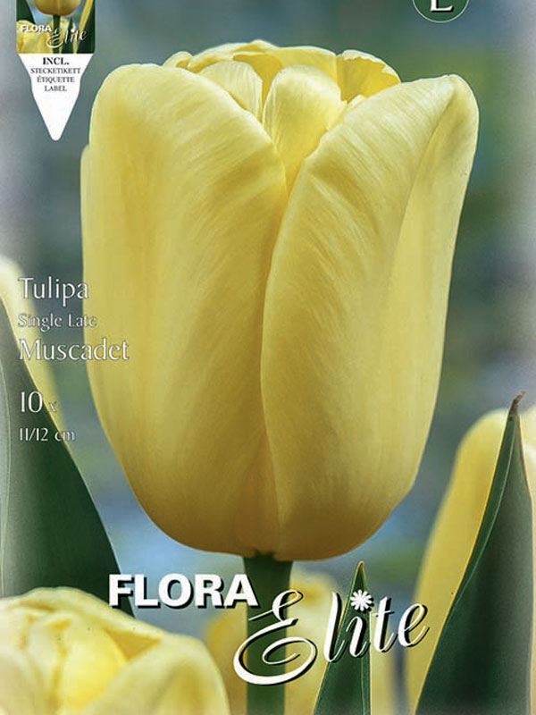 Tulpe-Muscadet Tulpe Muscadet