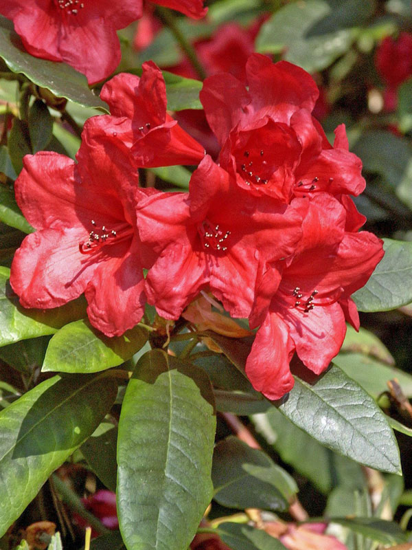 Nahaufnahme einer Bluete eines Rhododendron Vulcans Flame