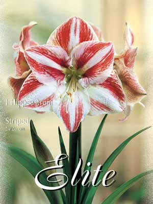 hippeastrumrotweiss_76884_0 Amaryllis gestreift, Hippeastrum (Art.Nr. 596376)