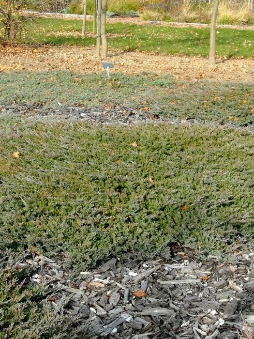 juniperus-blue-chip5559939a7948f Teppichwacholder Blue Chip Bodendecker