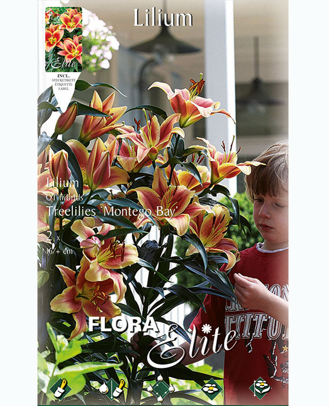 lilie-montego-bay Baumlilien 'Montego Bay', Lilium (Art.Nr. 5971550)