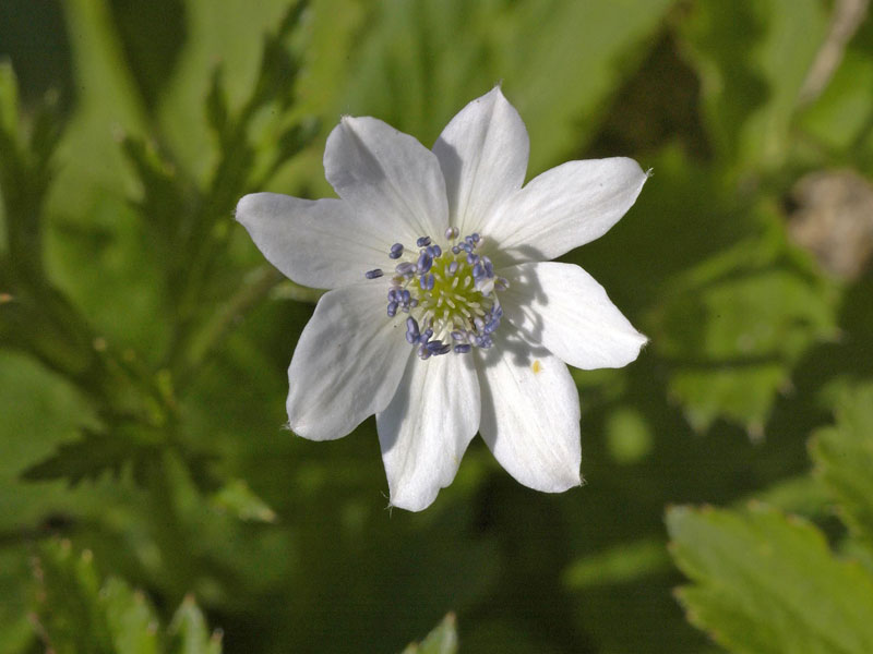 Blüte Anemone leveillei weiße Blüte einer Anemone leveillei