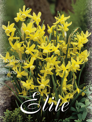 narcissus_hawera_triandrus
