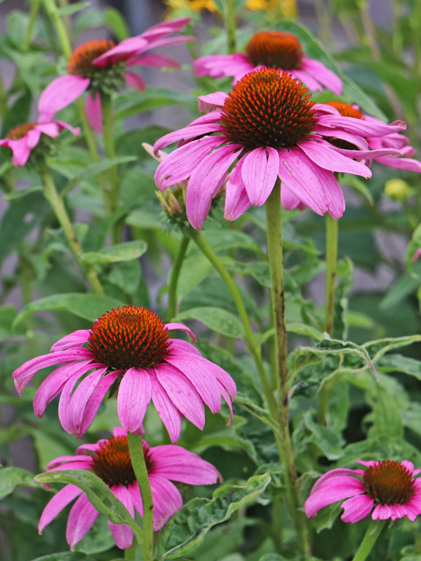 Blüten des Purpursonnenhuts Seitliche Ansicht der Blueten des Purpursonnenhuts
