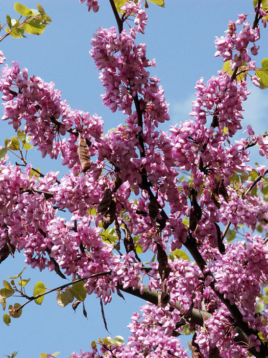 herzbaum Blüte des Judasbaum