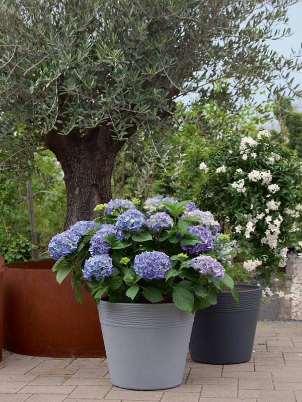 Pflanzkuebel Napoli bepflanzt