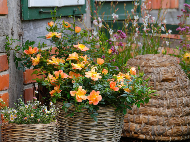 Bienenweide-R-Apricot-2 Bodendeckerrose 'Bienenweide-Apricot' ® - Tantau