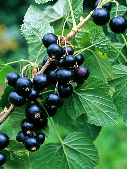 johannisbeere-ometa Johannisbeere 'Dr. Bauer's ® Ometa' (S)
