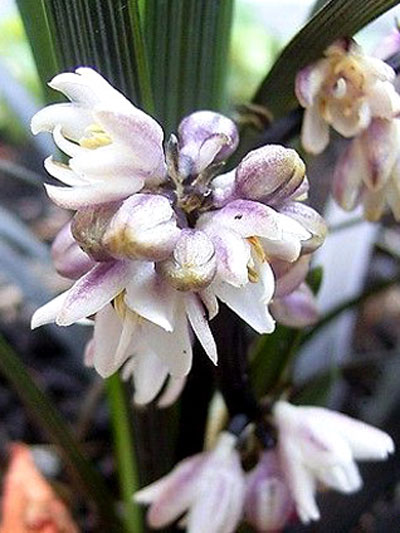 ophiopogon_black_beard2_79962_1