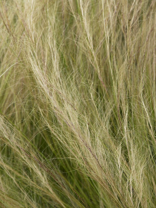 stipa-tenacissima Stipa tenuissima (M), Zartes Federgras, Engelhaar