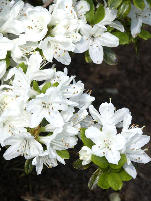 azalee-kermesina-alba Rhododendron obtusum 'Kermesina Alba', wintergrüne japanische Zwergazalee