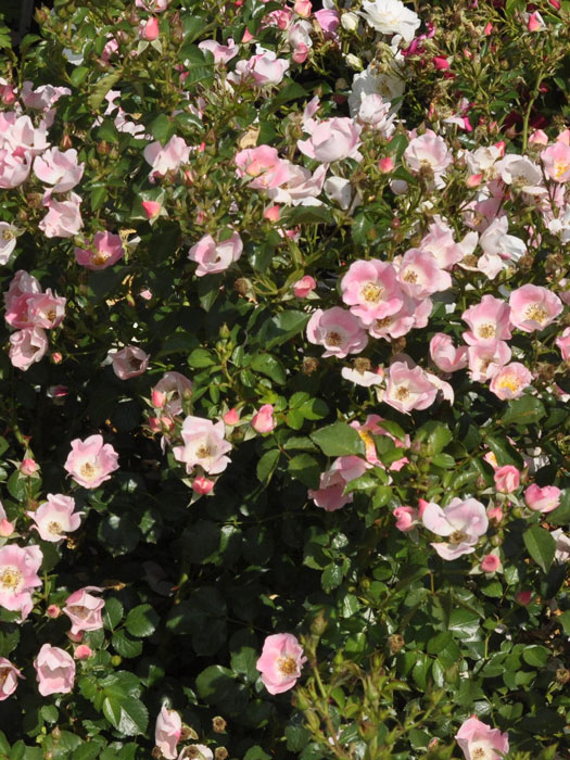 bingo-meidiland-gruppe Bodendecker Rose Bingo Meidiland