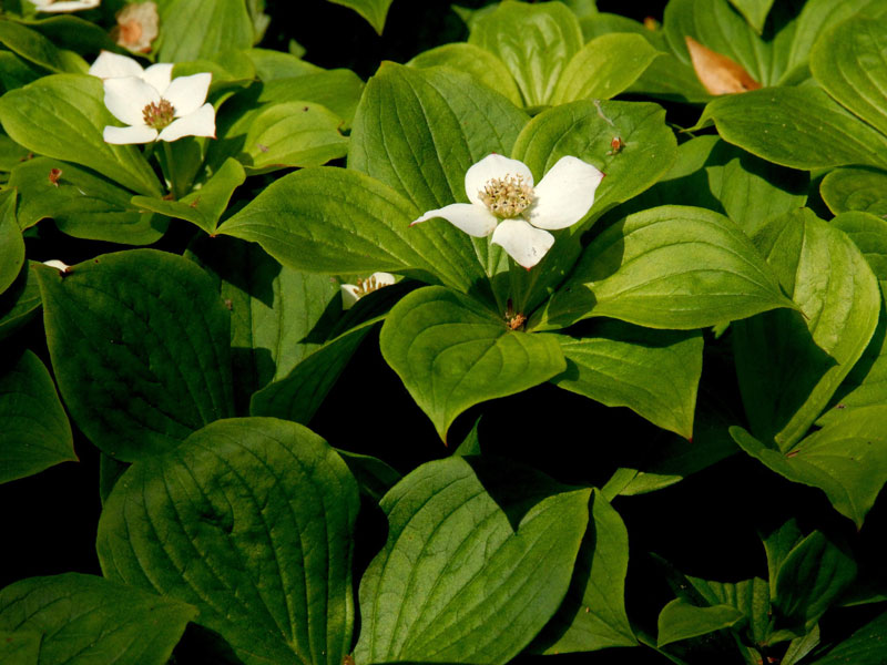 cornus-canadensis Cornus canadensis, Teppich-Hartriegel