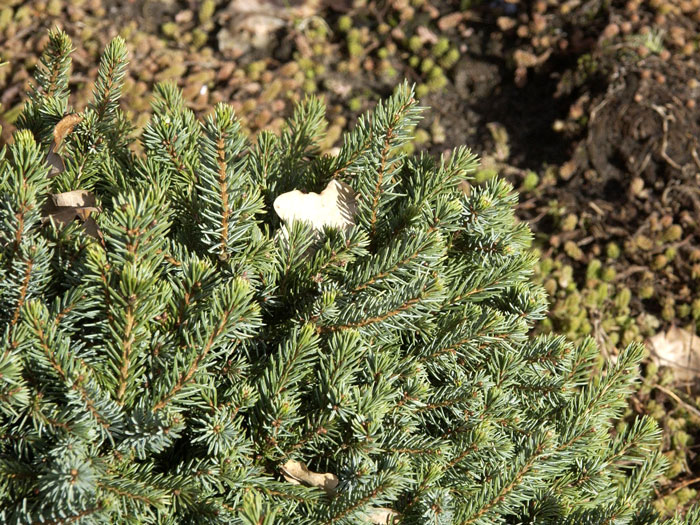 blaue-igel-fichte Dichter Wuchs der Blauen Igel-Fichte