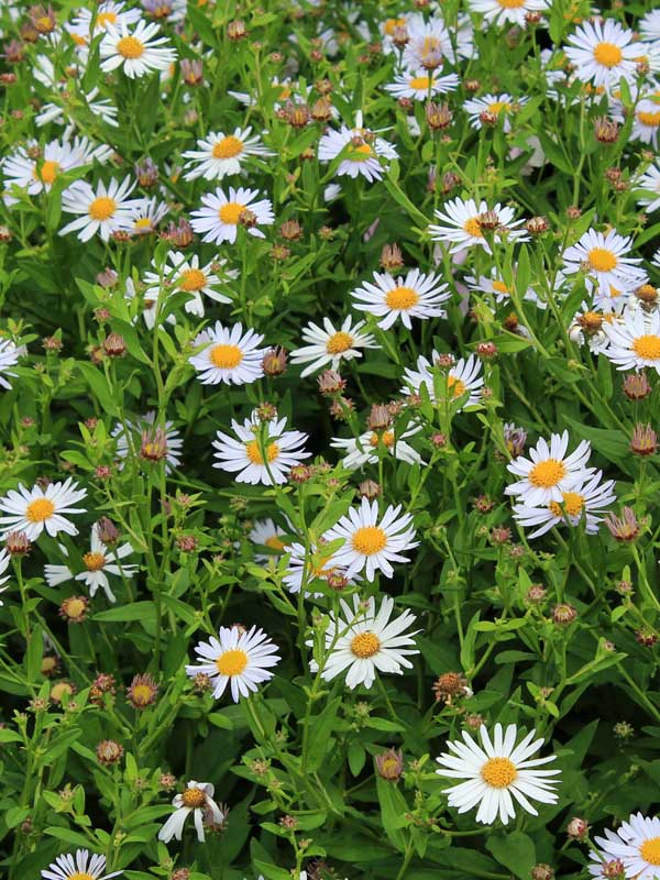 Kalimeris incasa Madiva aus der Vogelperspektive